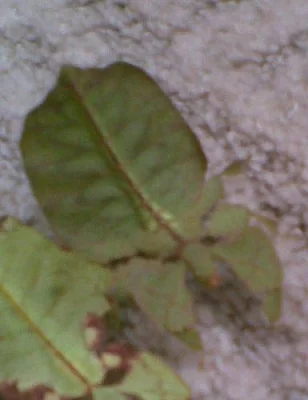 Prodám lupenitky Phyllium