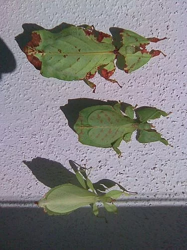 Prodám lupenitky Phyllium