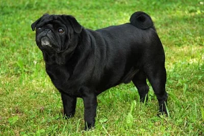 Mops-štěňata