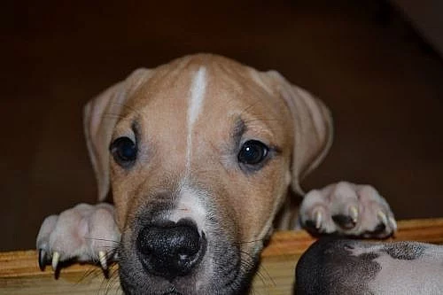 Americký pitbullteriér s PP