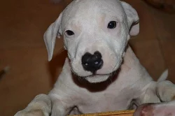Americký pitbullteriér s PP