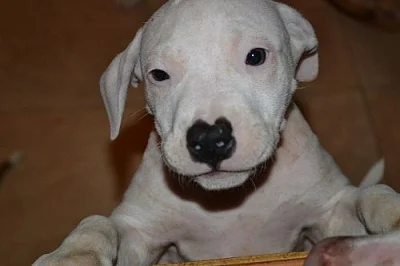 Americký pitbullteriér s PP