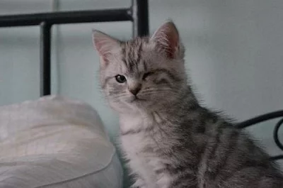 Darujeme whiskas kočičku
