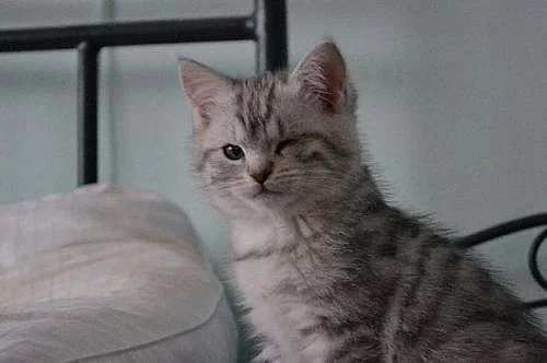 Darujeme whiskas kočičku