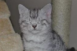 Darujeme whiskas kočičku