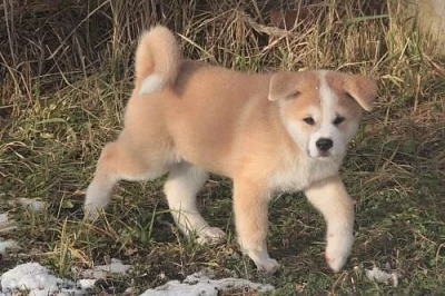 Štěňata akita inu