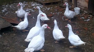 Prodám kachny pižmové