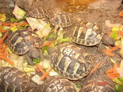 suchozemská želva - testudo hermanni