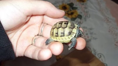 Želva žlutohnědá