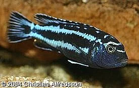 Malawi - Tanganika tlamovci