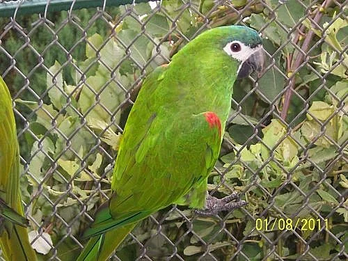 aratingy, ary