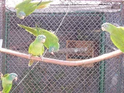 aratingy, ary