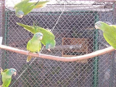 aratingy, ary