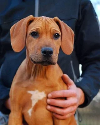 Štěně Rhodéského ridgebacka s FCI rodokmenem