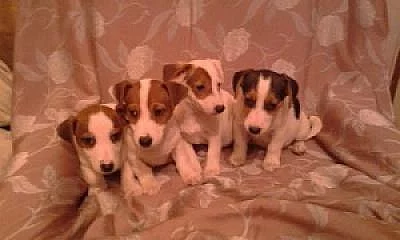 štěnátka jack russel terier 