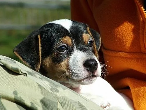 Jack Russel teriér s PP - prodám štěnata JRT s PP