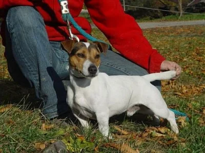 Jack Russel teriér s PP - prodám štěnata JRT s PP