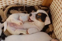 Jack Russel teriér s PP - prodám štěnata JRT s PP