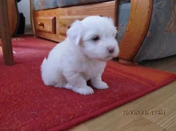 Prodám dvě fenky Coton de tulear i pro alergiky