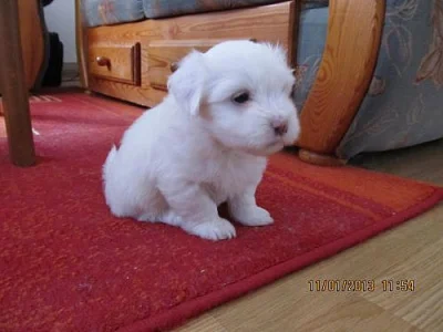 Prodám dvě fenky Coton de tulear i pro alergiky