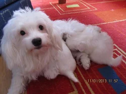 Prodám dvě fenky Coton de tulear i pro alergiky