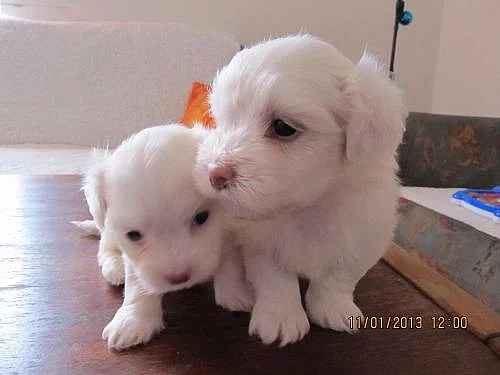 Prodám dvě fenky Coton de tulear i pro alergiky
