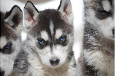 Neobvyklá krásné Sibiřský husky - štěňata 