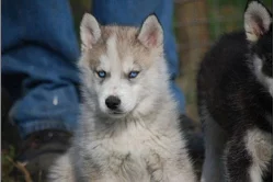 Neobvyklá krásné Sibiřský husky - štěňata