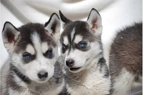 Neobvyklá krásné Sibiřský husky - štěňata
