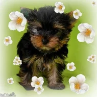 Yorkshire terrier 