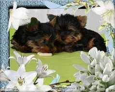 Yorkshire terrier 