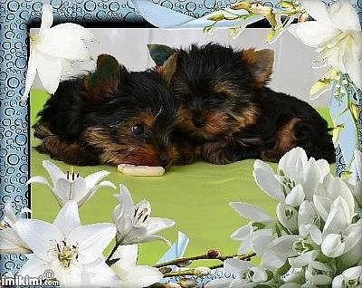 Yorkshire terrier 