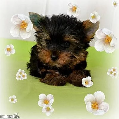 Yorkshire terrier 