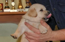 Labrador - štěňátka s PP