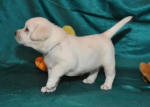 Labrador - štěňátka s PP