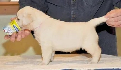 Labrador - štěňátka s PP