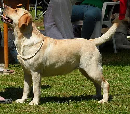 LABRADORSKÝ RETRÍVR - ŽLUTÁ ŠTĚŇÁTKA