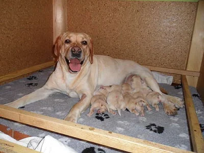 LABRADORSKÝ RETRÍVR - ŽLUTÁ ŠTĚŇÁTKA
