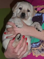 LABRADORSKÝ RETRÍVR - ŽLUTÁ ŠTĚŇÁTKA