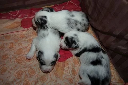 Prodám štěnata Border kolie - blue merle