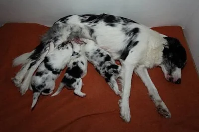 Prodám štěnata Border kolie - blue merle