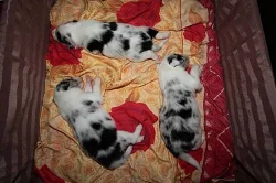 Prodám štěnata Border kolie - blue merle