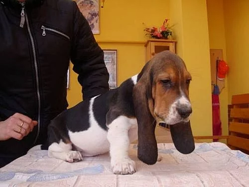 Basset štěňátka