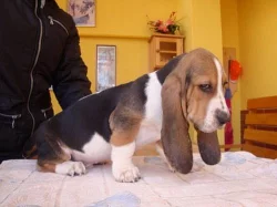 Basset štěňátka