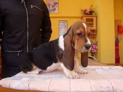 Basset štěňátka