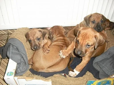 Rhodesky Ridgeback 12.12.2012