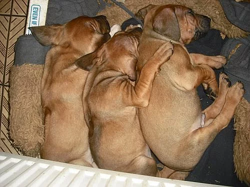 Rhodesky Ridgeback 12.12.2012