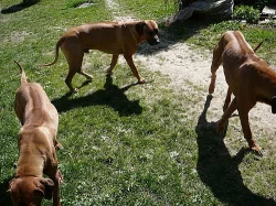 Rhodesky Ridgeback 12.12.2012