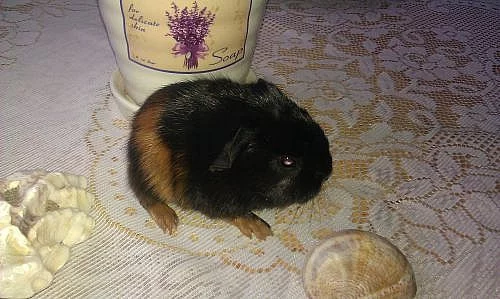 Morčata - krásná mláďata hladkorstých morčat