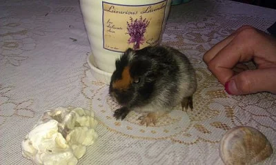 Morčata - krásná mláďata hladkorstých morčat